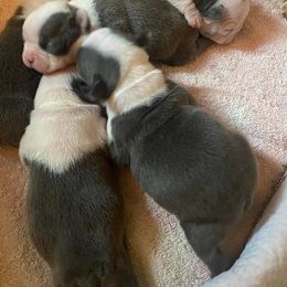 Boston Terrier Puppies from BT Woof Pack