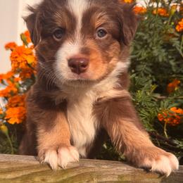 Champagne - Red tri male Miniature Australian Shepherd puppy in Massapequa, New York from All That Auss Mini Aussies
