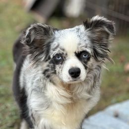 Matilda - Toy Australian Shepherd