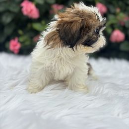 Boy6 - Red and white male Shih Tzu puppy in Covina, California from Shih_doodle_Co