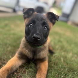 Belgian Malinois Puppies from Fromage Malinois