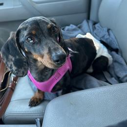 Cookie - Dachshund