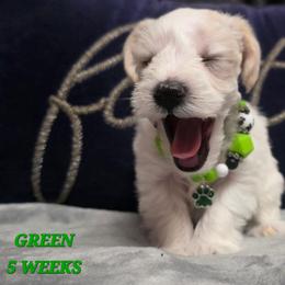 Male 1 - White male Miniature Schnauzer puppy in Sacramento, California from T & A Cali Schnauzer