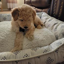 Goldendoodle Puppies from Highland Grove Doodles, LLC