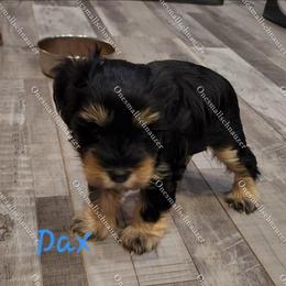 Daxter - Black and silver male Miniature Schnauzer puppy in Brigham, Utah from Onesmallschnauzer