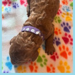 Goldendoodle Puppies from Quentin Brewer