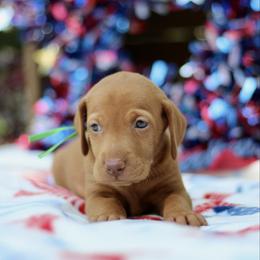 Revere - Golden rust male Vizsla puppy in Bloomington, Indiana from Envizion