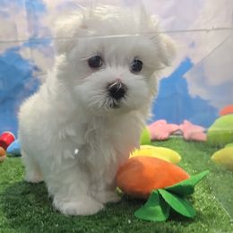 Dylan - White male Maltese puppy in Aurora, Missouri from KnJ Precious Paws LLC