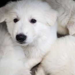 Boy 4 - White male Berger Blanc Suisse puppy in Plaucheville, Louisiana from La Nouvelle-Orléans Berger Blanc Suisse