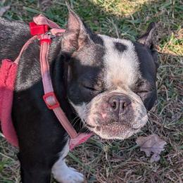 Rose - Boston Terrier