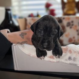 Girl 3 Red - Black Great Dane puppy in Enumclaw, Washington from Lord's Danes