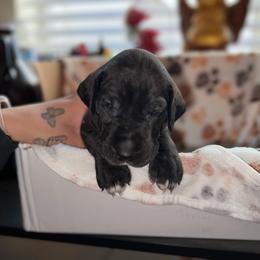 Girl 3 Red - Black Great Dane puppy in Enumclaw, Washington from Lord's Danes