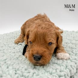 M M - Red  male Goldendoodle puppy in Sunman, Indiana from Brunsman Country Doodles LLC