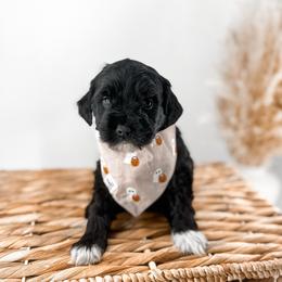 The Midnight Society's Eclipse - Black male Goldendoodle puppy in Russell Springs, Kentucky from Milk & Honey Doodles