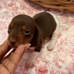 Buddy love - Piebald male Dachshund puppy in Magnolia, Texas from Carrie’s Countryside Dachshunds