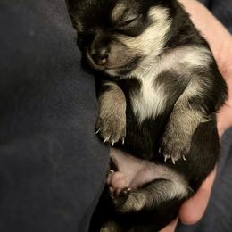 Chihuahua Puppies from Wild Mountain Chihuahuas