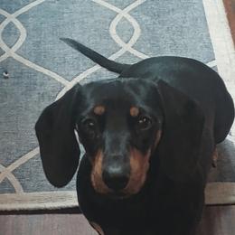 Dachshund All Grown Up from Vorhies Family Dachshunds