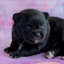 Storm - Black female Pomeranian puppy in Fultonville, New York from Sandy Aussies & Pomeranians