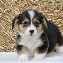 Yancy - Black and tan male Pembroke Welsh Corgi puppy in Gober, Texas from Trigger Time Kennels