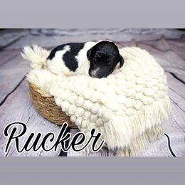 Rucker (red tag) - Parti Poodle puppy in California from Musical Poodles