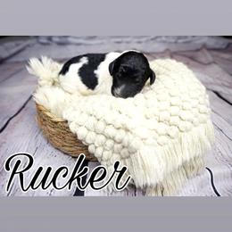 Rucker (red tag) - Parti Poodle puppy in California from Musical Poodles