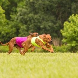 Rhodesian Ridgeback All Grown Up from Celtic Lore Ridgebacks