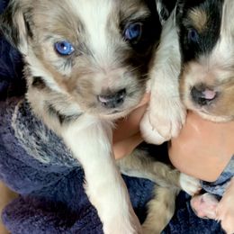 Miniature Australian Shepherd and Toy Australian Shepherd Puppies from Pawesome Lil Aussies