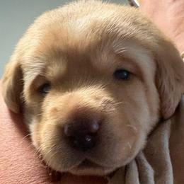 Pearl - Yellow female Labrador Retriever puppy in Weatherford, Texas from CapeWest R&T