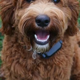 Australian Labradoodles from Mountain View Meadow Labradoodles