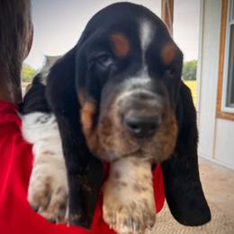 Boy 2 - male Basset Hound puppy in Pauls Valley, Oklahoma from Puppy-Love Bassets