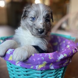 “Bunny” - Blue merle Australian Shepherd puppy in Yadkinville, North Carolina from Gold Leaf Farm & Kennels
