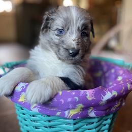 “Bunny” - Blue merle Australian Shepherd puppy in Yadkinville, North Carolina from Gold Leaf Farm & Kennels