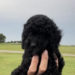 Bernedoodle and Goldendoodle Puppies from Kaci Slightom