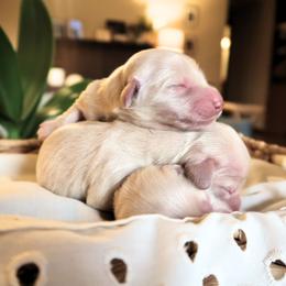 Girl 3 - Cream female Dachshund puppy in Walla Walla Valley, Oregon from English Cream Dachshunds