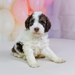 Aussiedoodle Puppies from Dreamcatcher Dogs