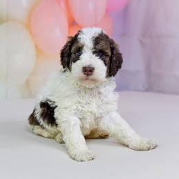 Aussiedoodle Puppies from Dreamcatcher Dogs