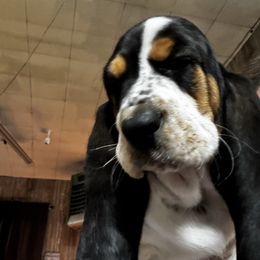 Ruthie - Basset Hound