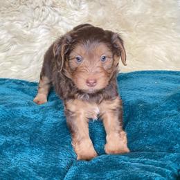 Rock Salt - male Australian Mountain Doodle puppy in Port Orchard, Washington from Yukon Harbor Doodles