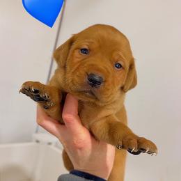 FOX RED MALE (red) - Yellow male Labrador Retriever puppy in Summit, South Carolina from Southern Pine Labradors