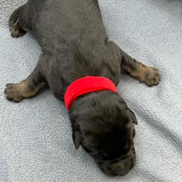 Boy 5 - Black and tan male German Shepherd puppy in Sharon Grove, Kentucky from Julie’s Shepherds