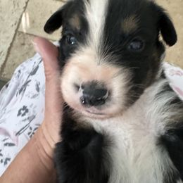 Miniature Australian Shepherd Puppies from Elsa’s lil Wiggle Butts