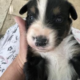Miniature Australian Shepherd Puppies from Elsa’s lil Wiggle Butts