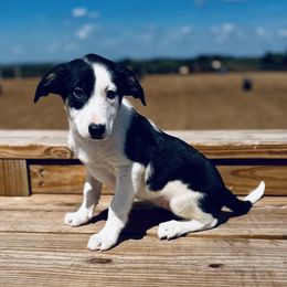 Girl5 - Pink - Black and white female Border Collie puppy in Minden, Iowa from Rocking N Registered Border Collies & Labradors