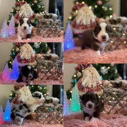 Australian Shepherd and Border Collie Puppies from Wiggles 4 Life