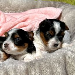 Biewer Terriers from Von Edelweiss Biewer Terriers