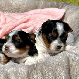 Biewer Terriers from Von Edelweiss Biewer Terriers