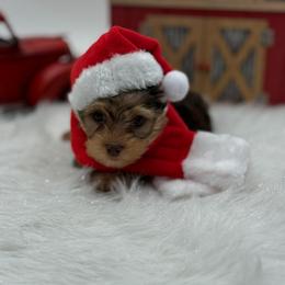 Kaz - Chocolate and tan male Yorkshire Terrier puppy in Benton, Illinois from Furry Tailz Yorkies