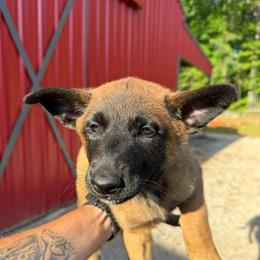 FIRST PICK MALE - Mahogany male Belgian Malinois puppy in China Spring, Texas from Childress Creek Kennels