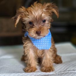 Gold Boy 2 - Chocolate, tan and white male Yorkshire Terrier puppy in Aiken, South Carolina from Sio's Yorkies