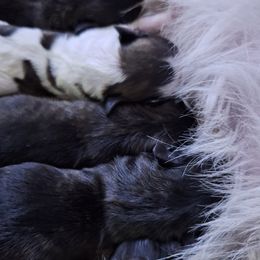 Mal-Shi puppies from Gemstone Exclusive Pups of Florida